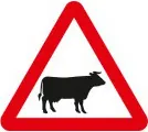 Cattle