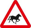 Wild horses or ponies