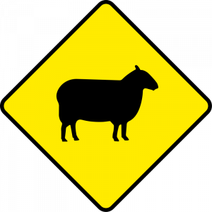 Sheep