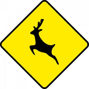 Wild animals ahead